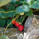 La Rosa * Monterchi